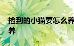 捡到的小猫要怎么养 捡到的小猫要应该怎么养