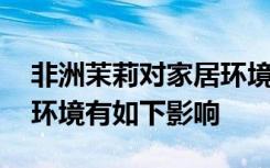 非洲茉莉对家居环境的影响 非洲茉莉对家居环境有如下影响