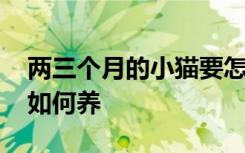 两三个月的小猫要怎么养 两三个月的小猫要如何养