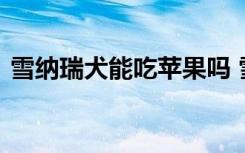 雪纳瑞犬能吃苹果吗 雪纳瑞犬能不能吃苹果
