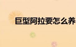 巨型阿拉要怎么养 巨型阿拉要如何养