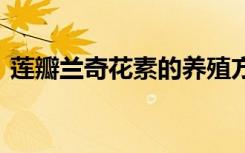 莲瓣兰奇花素的养殖方法 怎么养护齐花素呢