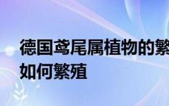 德国鸢尾属植物的繁殖管理 德国鸢尾属植物如何繁殖