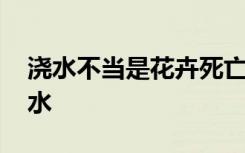 浇水不当是花卉死亡的主要原因 如何给花浇水