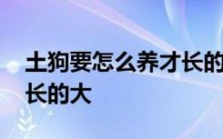 土狗要怎么养才长的大 土狗要应该怎么养才长的大