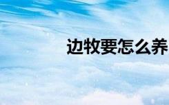 边牧要怎么养 如何饲养边牧