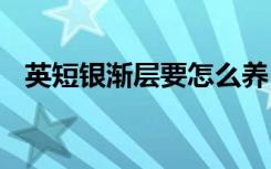 英短银渐层要怎么养 英短银渐层要如何养