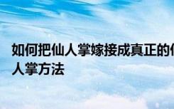 如何把仙人掌嫁接成真正的仙人掌 把仙人掌嫁接成真正的仙人掌方法