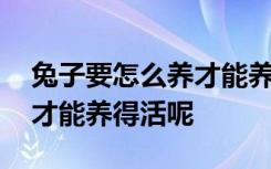 兔子要怎么养才能养得活呢 兔子应该怎么养才能养得活呢