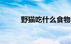 野猫吃什么食物 野猫吃哪些食物