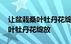 让盆栽桑叶牡丹花绽放的秘诀 如何让盆栽桑叶牡丹花绽放