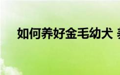 如何养好金毛幼犬 养好金毛幼犬的方法