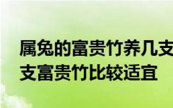 属兔的富贵竹养几支最旺运 属兔的人养多少支富贵竹比较适宜