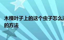 木槿叶子上的这个虫子怎么消灭 木槿叶子上的这个虫子消灭的方法