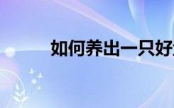 如何养出一只好金毛 金毛怎么养