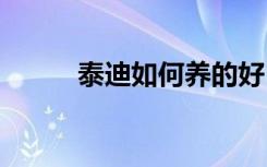 泰迪如何养的好 泰迪怎么养的好