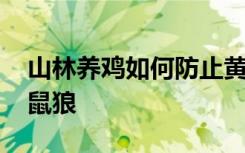 山林养鸡如何防止黄鼠狼 山林养鸡如何防黄鼠狼
