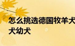 怎么挑选德国牧羊犬幼犬 如何挑选德国牧羊犬幼犬