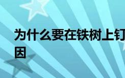 为什么要在铁树上钉铁钉 铁树上钉铁钉的原因
