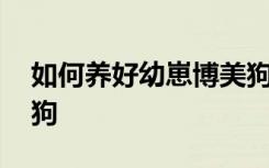 如何养好幼崽博美狗狗 怎么养好幼崽博美狗狗