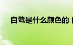 白鹭是什么颜色的 白鹭是什么颜色介绍