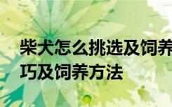 柴犬怎么挑选及饲养方法介绍 柴犬的挑选技巧及饲养方法
