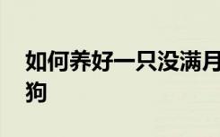 如何养好一只没满月的小狗 如何养刚出生小狗
