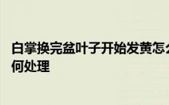 白掌换完盆叶子开始发黄怎么办 白掌换完盆叶子开始发黄如何处理