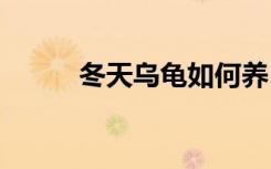 冬天乌龟如何养 冬天乌龟怎样养