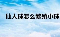 仙人球怎么繁殖小球 仙人球如何繁殖小球