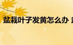 盆栽叶子发黄怎么办 盆栽叶子发黄如何处理