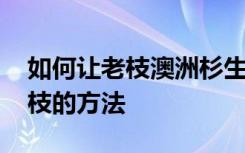 如何让老枝澳洲杉生嫩枝 让老枝澳洲杉生嫩枝的方法