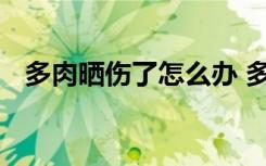 多肉晒伤了怎么办 多肉晒伤了的处理方法