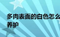 多肉表面的白色怎么养 多肉表面的白色如何养护