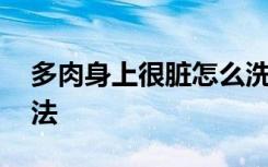 多肉身上很脏怎么洗 多肉身上很脏的清洗方法