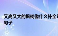 又高又大的枫树像什么补全句子 又高又大的枫树像什么补充句子