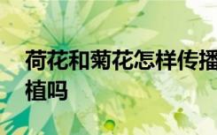 荷花和菊花怎样传播种子 荷花只能靠人工种植吗