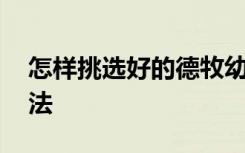 怎样挑选好的德牧幼犬 挑选好的德牧幼犬方法