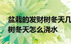 盆栽的发财树冬天几天浇一次水 盆栽的发财树冬天怎么浇水