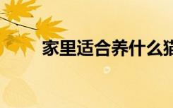 家里适合养什么猫 家里适合养的猫