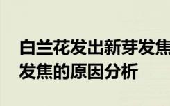 白兰花发出新芽发焦怎么办 白兰花发出新芽发焦的原因分析