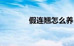 假连翘怎么养 假连翘如何养