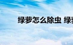 绿萝怎么除虫 绿萝招小飞虫怎么办