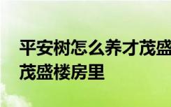 平安树怎么养才茂盛楼房里 平安树如何养才茂盛楼房里