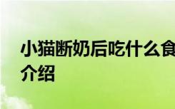 小猫断奶后吃什么食物 小猫断奶后吃的食物介绍