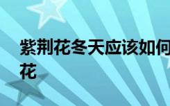 紫荆花冬天应该如何养护 冬季怎么养护紫荆花