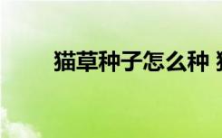 猫草种子怎么种 猫草种子种植方法