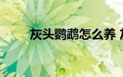 灰头鹦鹉怎么养 灰头鹦鹉如何饲养