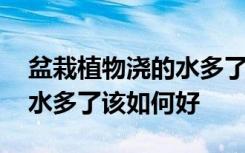 盆栽植物浇的水多了该怎么办 盆栽植物浇的水多了该如何好