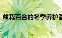 盆栽百合的冬季养护管理 冬天如何养护百合